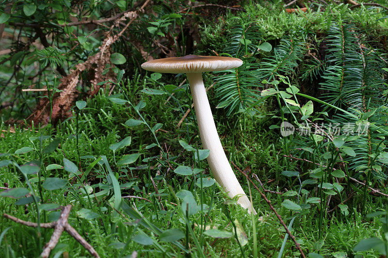 鹿盾蘑菇