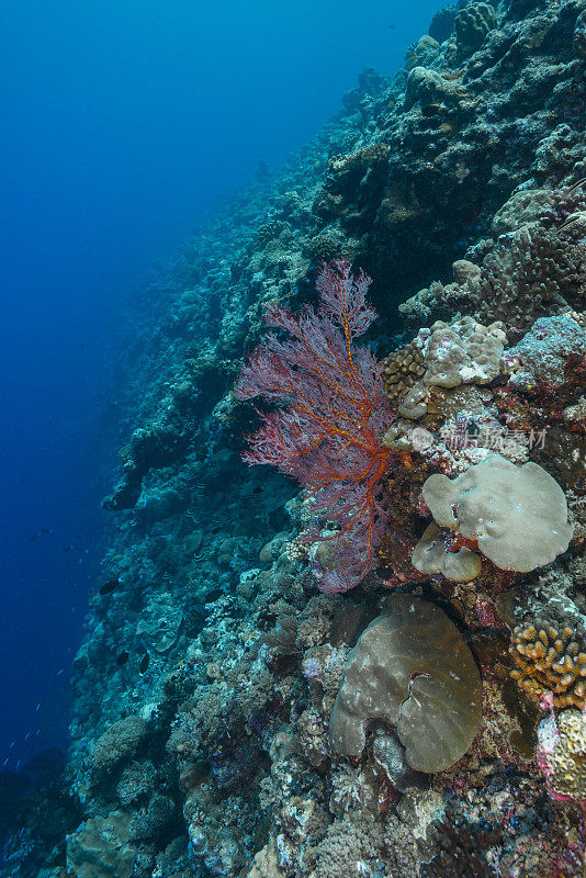 柳珊瑚海扇