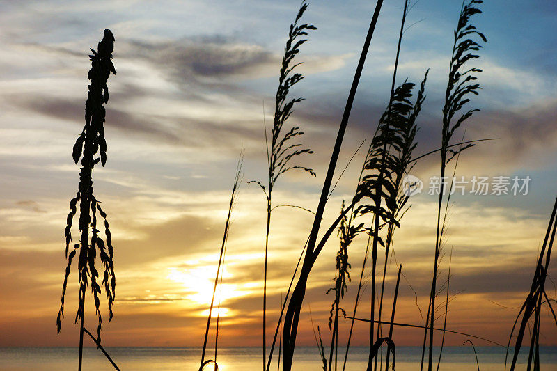沙丘草的剪影对海洋日落