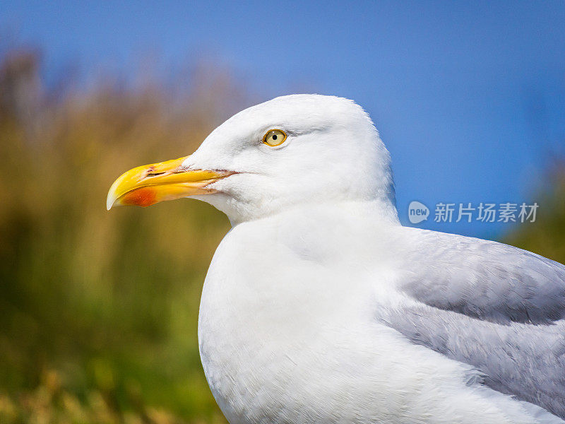 海鸥概要