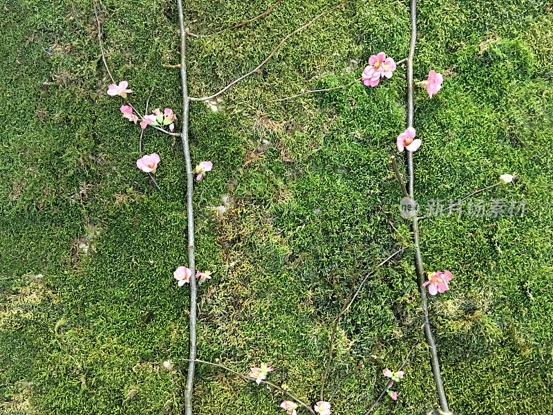 草地上的樱花