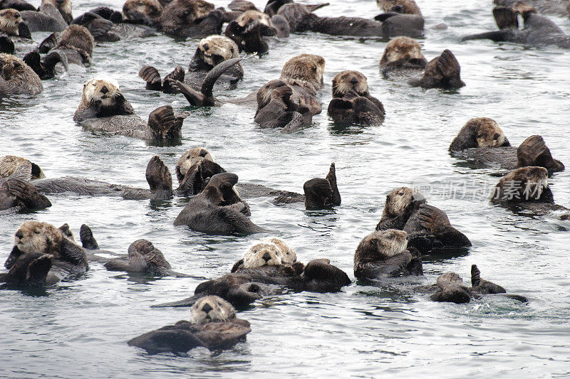 在平静的海水中休息的野生海獭