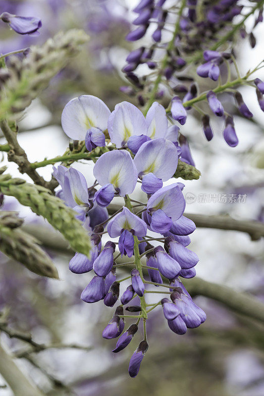 紫藤植物开花