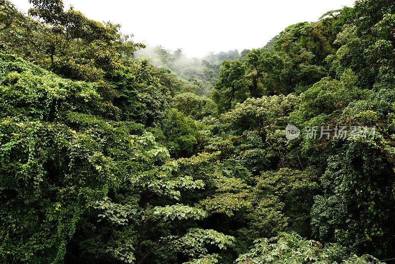 哥斯达黎加的雨林