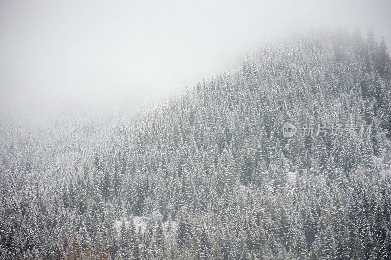从车里看冬天的森林景色