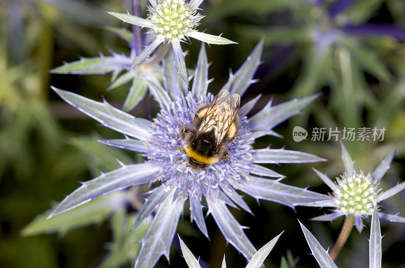 大黄蜂在尖蓝紫花上