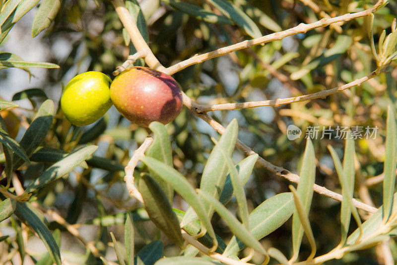 意大利橄榄收获:两颗成熟的橄榄(特写)