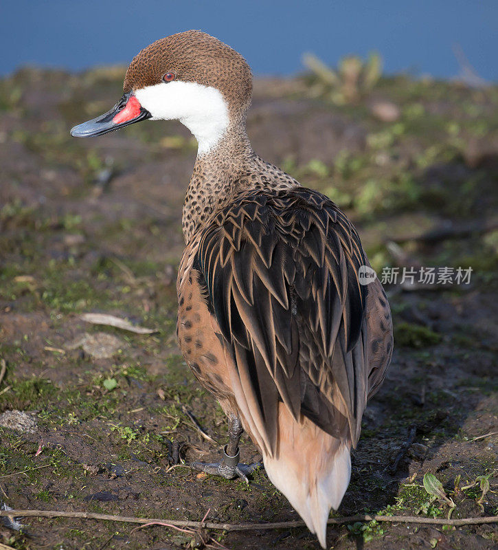 白颊针尾鸭