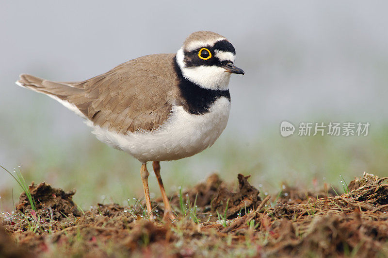 小环千鸟