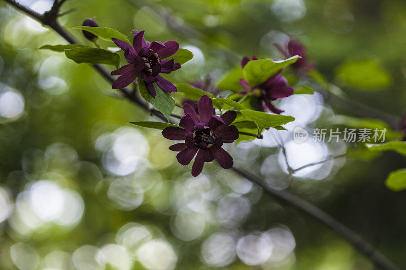 布什甜蜜的花