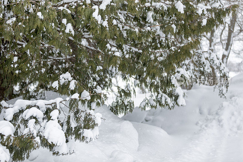 雪雪松树