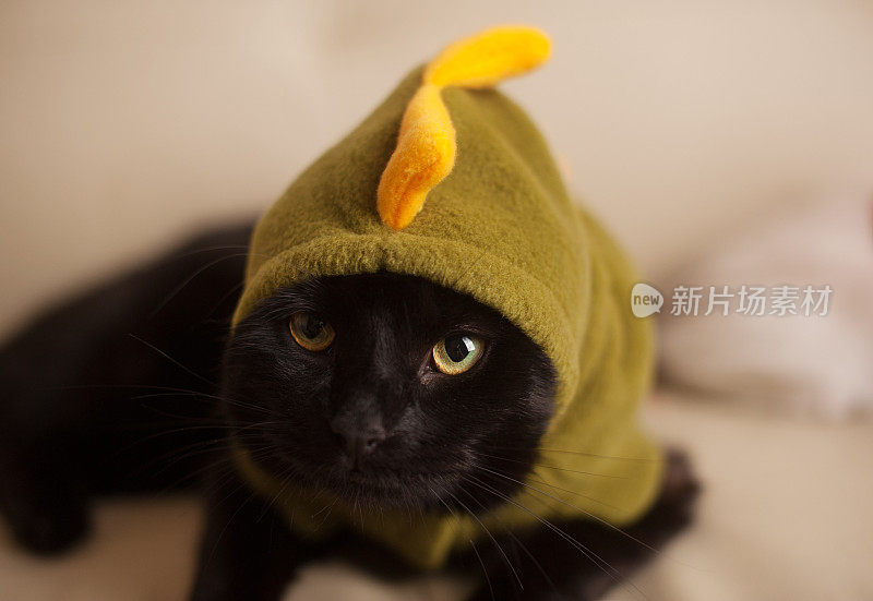 穿着恐龙服装的黑猫