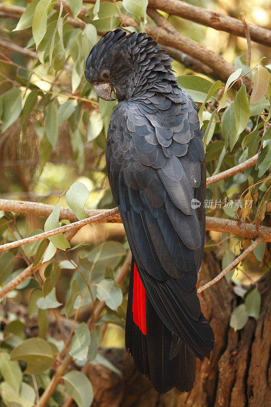 红尾黑凤头鹦鹉