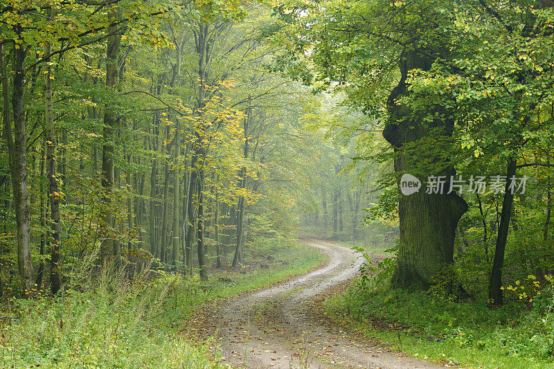 在初秋的落叶混交林中蜿蜒的道路