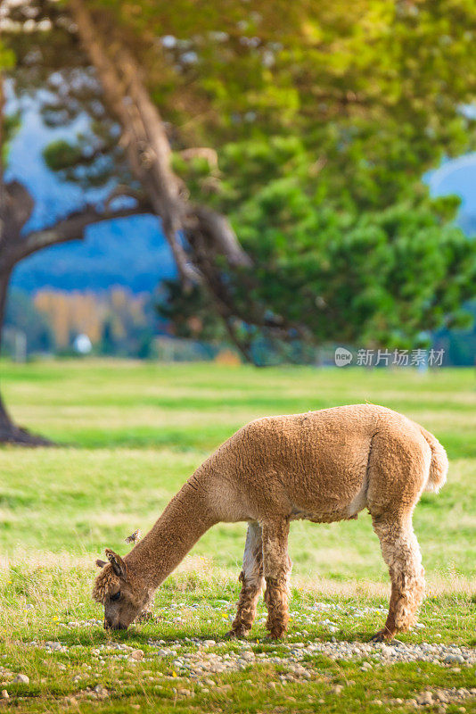 新西兰南岛的羊驼