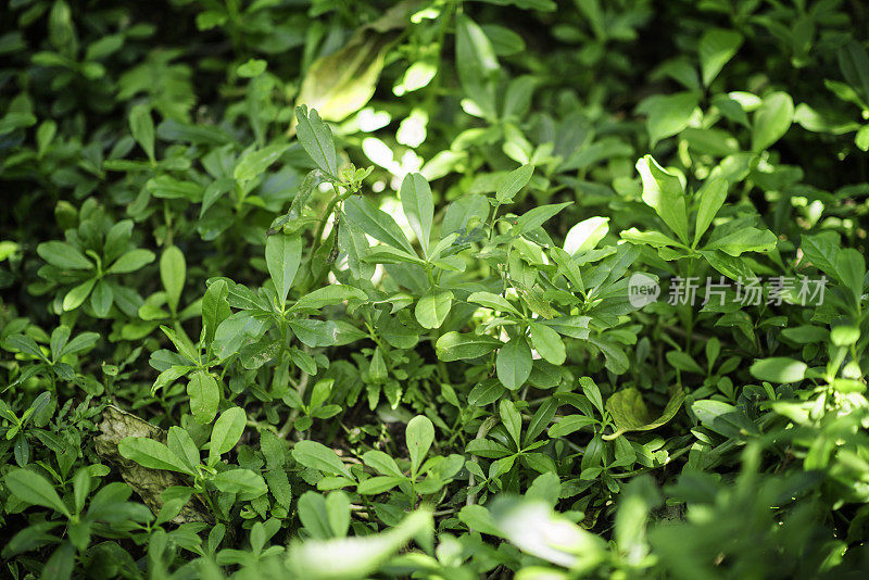 野生人参植物