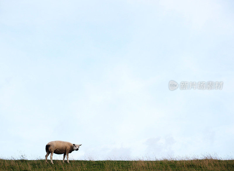 荷兰堤坝上的绵羊