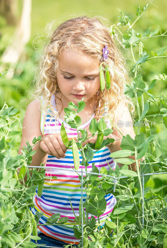 小女孩在有机夏季花园摘绿豌豆