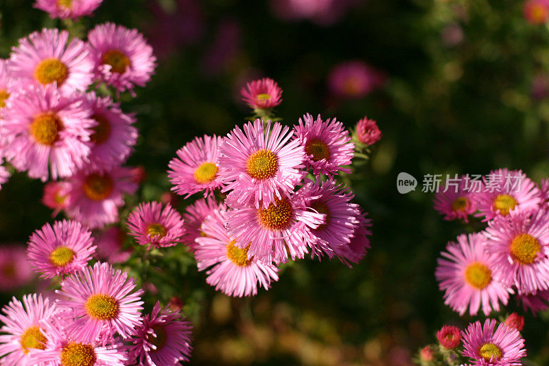 粉红色花朵