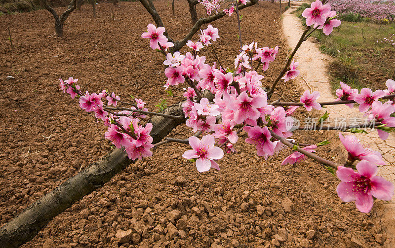 桃花