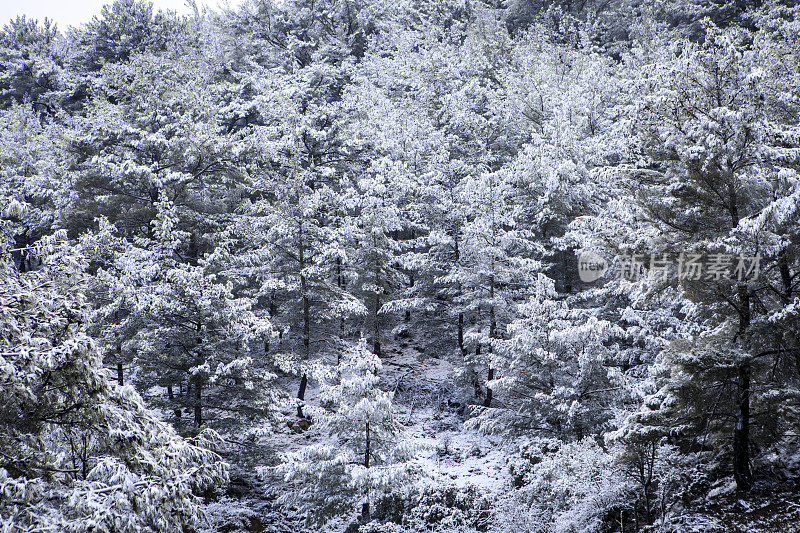 下雪的森林