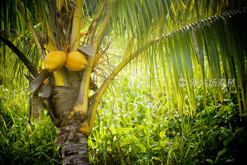 椰子在树;热带丛林背景
