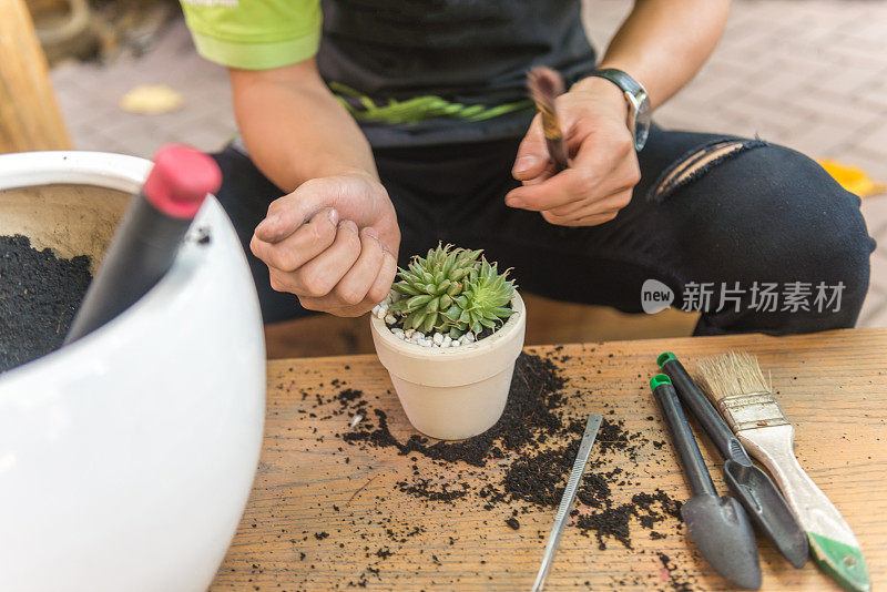 园艺仙人掌在陶器木桌上