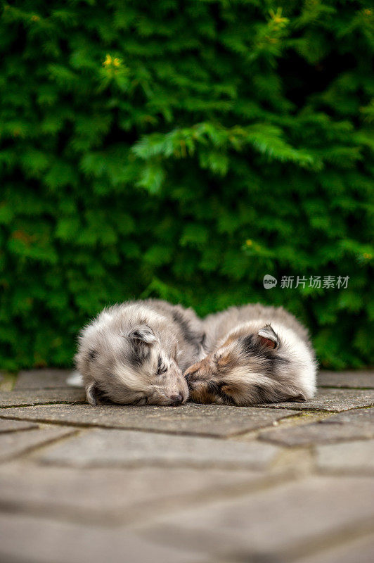 5周大的设得兰牧羊犬幼犬正在睡觉