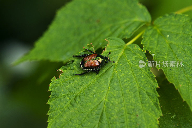 日本甲虫在啃叶子