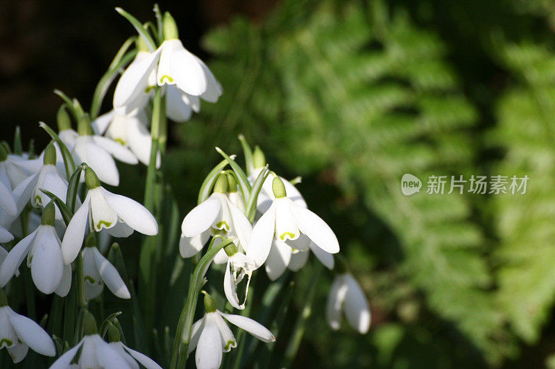 雪花莲和蕨类植物