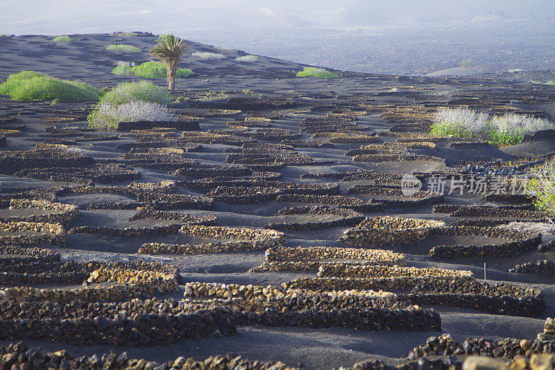 火山梯田葡萄园