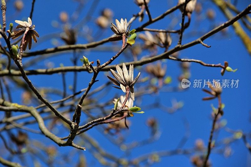 郁金香树-鹅掌楸