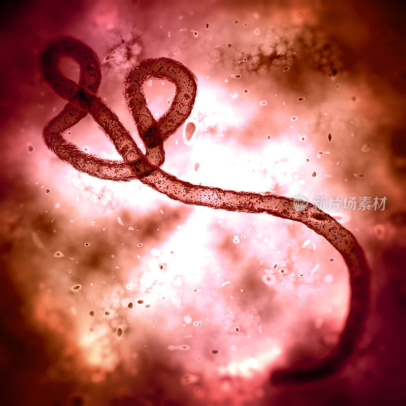显微镜下的伊波拉病毒