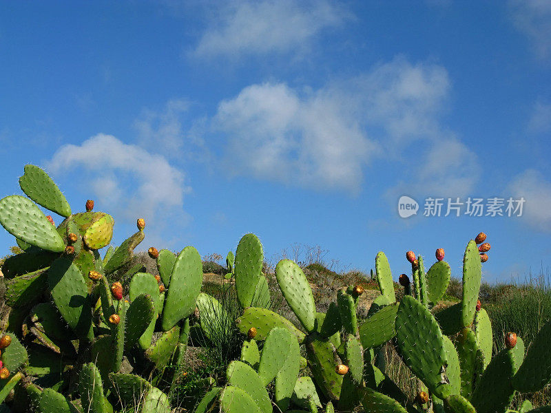 蓝天下开花植物的俯视图