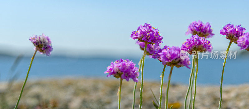 海竹花排成一行