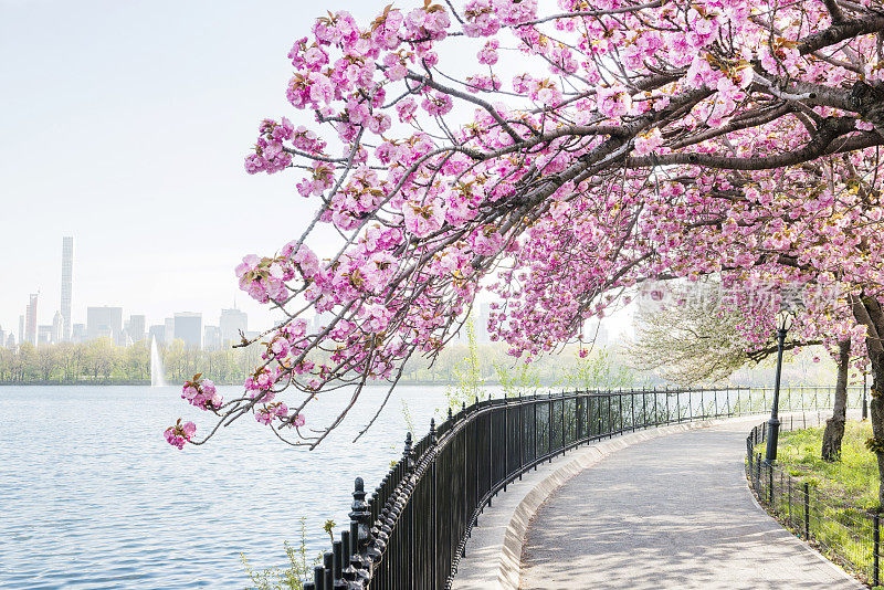 纽约樱花在中央公园蓄水池绽放