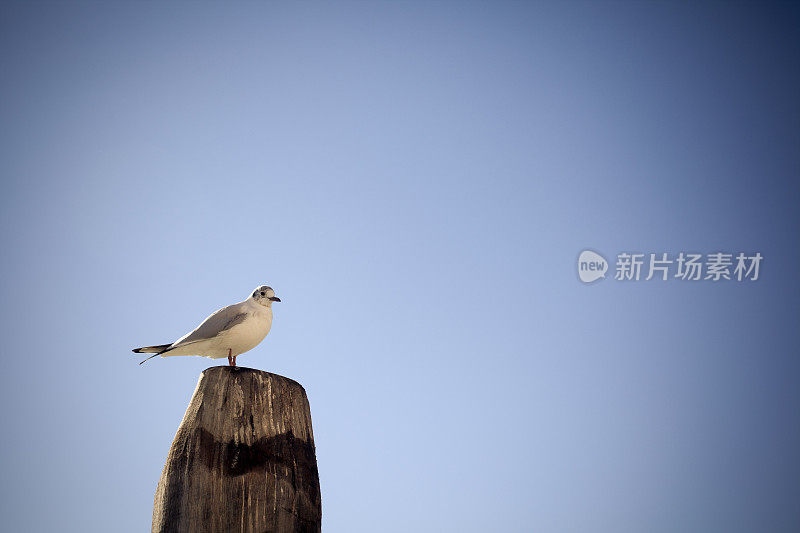 威尼斯的海鸥