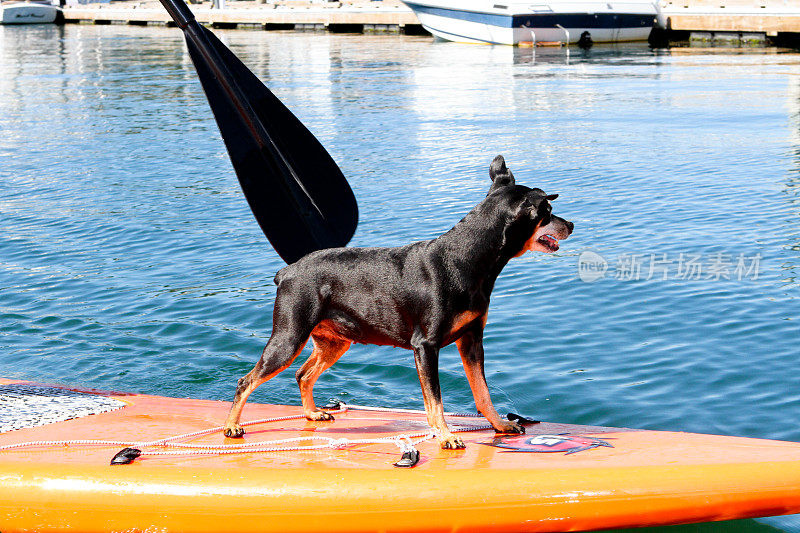 Paddleboarding小狗