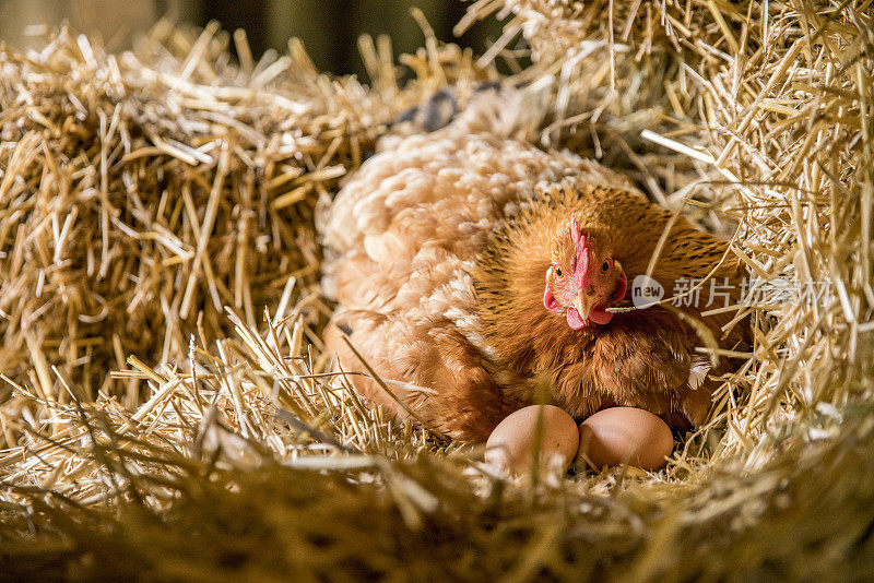 在鸡笼干草上休息的带蛋的鸡
