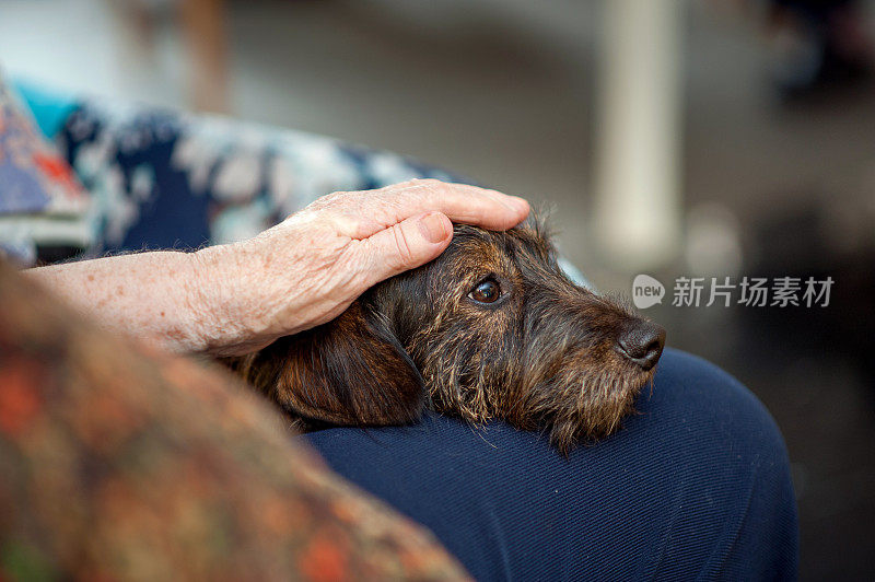 退休社区的老年妇女喜欢她的狗狗的来访
