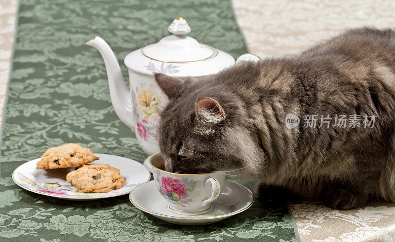 灰色西伯利亚猫从茶杯里喝茶