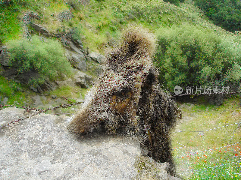 野猪藏在科西嘉岛