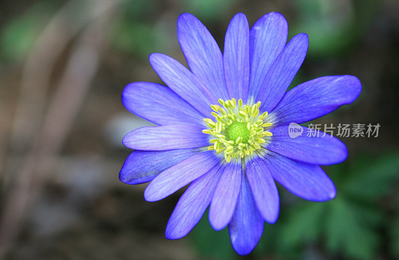 希腊风花(银莲花)开花