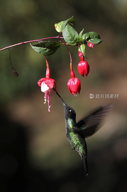 蜂鸟