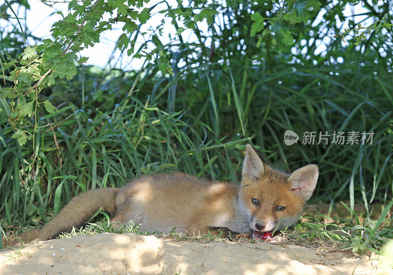 小狐狸和樱桃