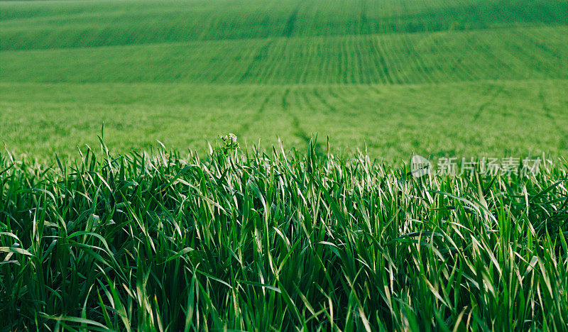 绿色的田野和年轻的小麦的特写