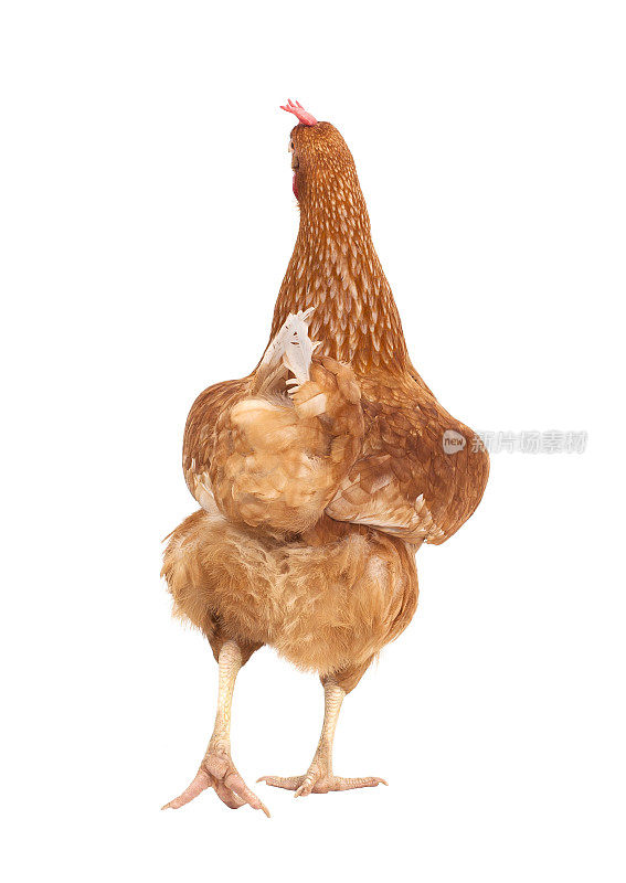 后视图鸡全身棕色，母鸡孤立白色背景