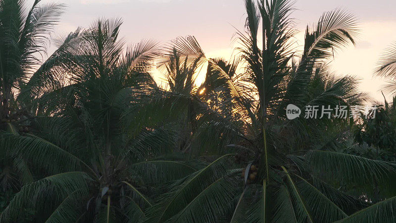 阳光照射在棕榈树上
