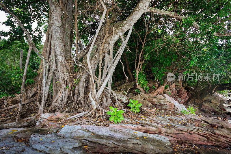 在海滩上的热带红树林的根，树干和空气根背景