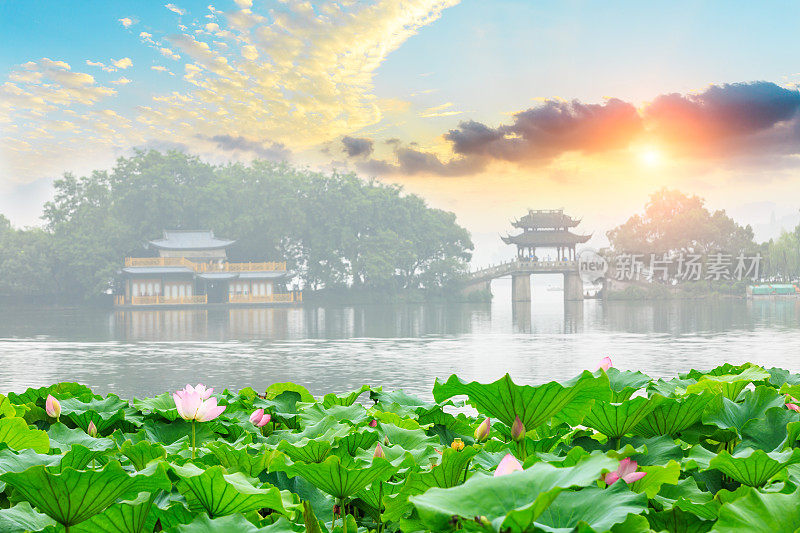 杭州西湖盛开的荷花和中国馆的建筑景观